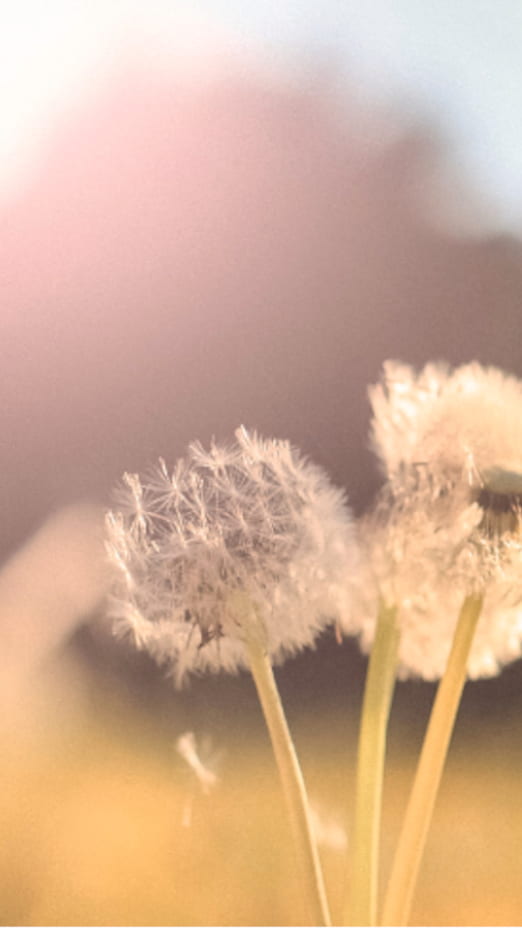 frische Luft Pusteblume